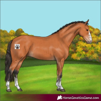 Horse Color:Bay  and Bay 