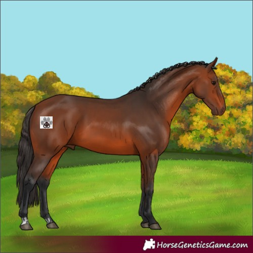 Horse Color:Bay and Bay