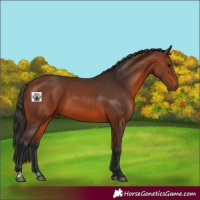 Horse Color:Bay  and Bay 