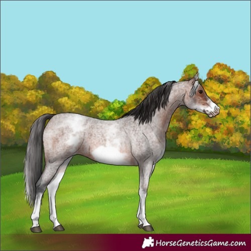 Horse Color:White Spotted Brown Roan Frame