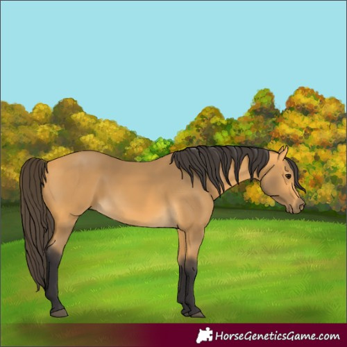 Horse Color:Buckskin 