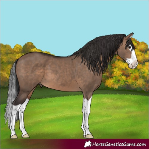 Horse Color:Brown Dun Splash 