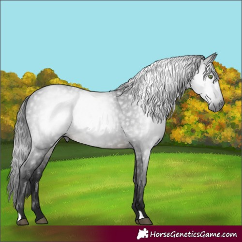 Horse Color:Gray Buckskin Rabicano 