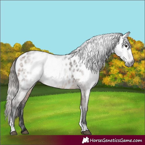 Horse Color:Gray Buckskin Tobiano Near Leopard 