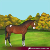 Horse Color:Brown Splash Appaloosa Rabicano 