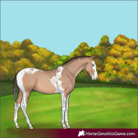 Horse Color:Amber Champagne Splash Tobiano 