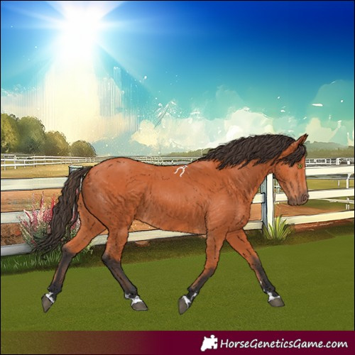 Horse Color:Bay 