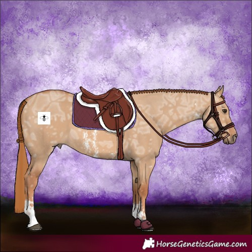 Horse Color:Red Dun Ice Sabino 