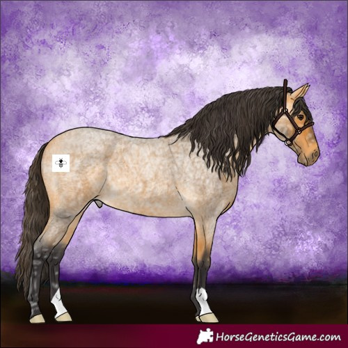 Horse Color:Buckskin Ice Roan 