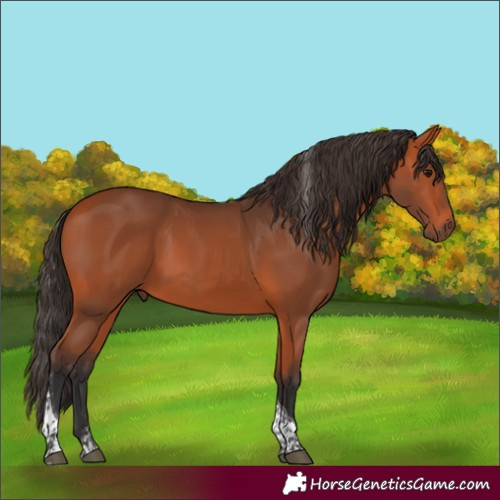 Horse Color:Bay Tobiano Rabicano 