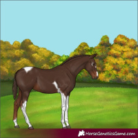 Horse Color:Gray Chestnut Tobiano 