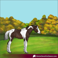 Horse Color:Gray Bay Splash Tobiano Rabicano 