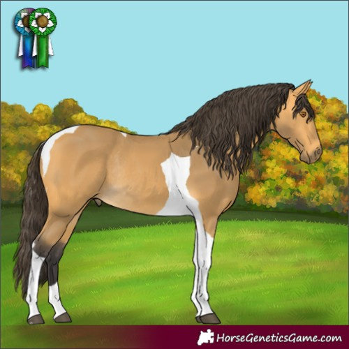Horse Color:Buckskin Tobiano Rabicano 