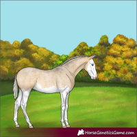 Horse Color:Silver Buckskin Roan Dun Splash 