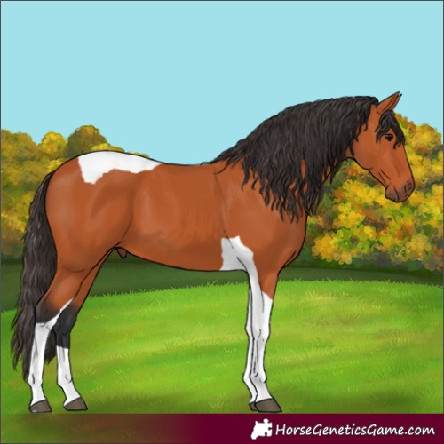 Horse Color:Bay Tobiano 