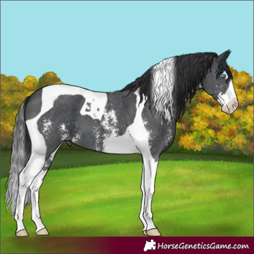 Horse Color:Black Sabino Splash Tobiano 