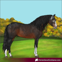 Horse Color:Gray Brown Splash Tobiano Rabicano 
