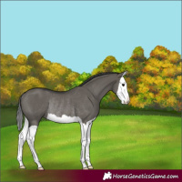 Horse Color:Grullo Splash Rabicano 