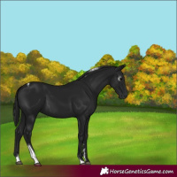 Horse Color:Gray Black Tobiano 