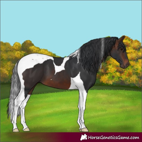 Horse Color:Brown Tobiano 