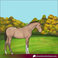 Horse Color:Amber Champagne Tobiano Rabicano 
