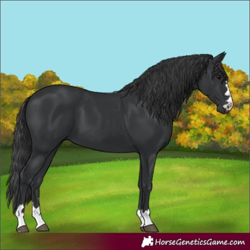 Horse Color:Black 