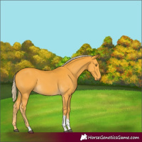 Horse Color:Palomino Tobiano Rabicano 