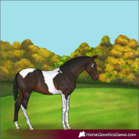 Horse Color:Gray Bay Tobiano 