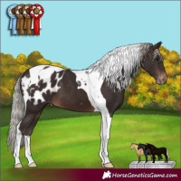 Horse Color:Silver Brown Tobiano Blanket 