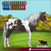 Horse Color:Silver Brown Tobiano Blanket 