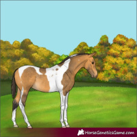 Horse Color:Buckskin Tobiano Rabicano 