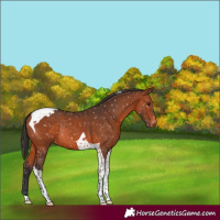 Horse Color:Bay Tobiano Snowflake Varnish Rabicano 