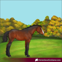 Horse Color:Brown Splash Rabicano 