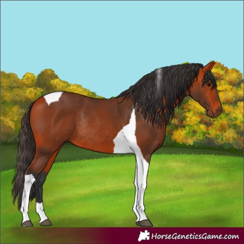 Horse Color:Bay Tobiano Rabicano 