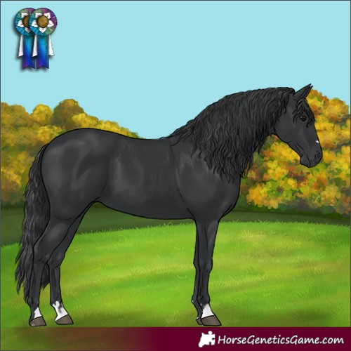 Horse Color:Black 