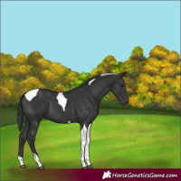 Horse Color:Black Tobiano 