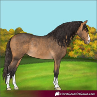 Horse Color:Buckskin Rabicano 