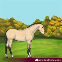 Horse Color:Buckskin Tobiano 