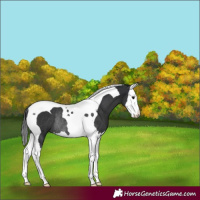 Horse Color:Black Splash Tobiano Rabicano 