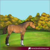 Horse Color:Buckskin Tobiano Rabicano 