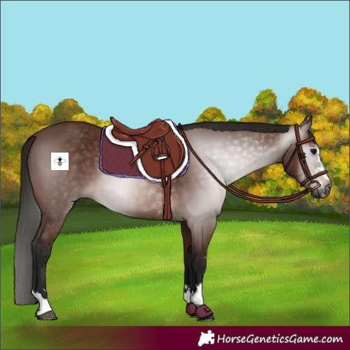 Horse Color:Gray Bay 