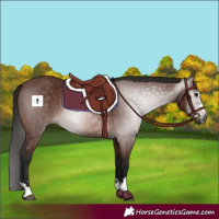 Horse Color:Gray Bay