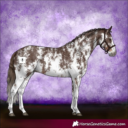 Horse Color:Gray Chestnut Sabino 