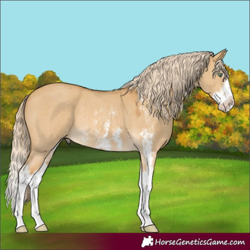 Horse Color:Palomino Dun Sabino Splash Rabicano