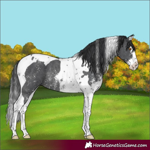 Horse Color:Black Sabino Splash Tobiano Rabicano 