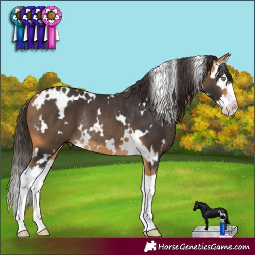 Horse Color:White Spotted Buckskin Splash Rabicano 