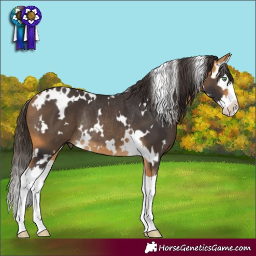 Horse Color:White Spotted Buckskin Splash Rabicano 