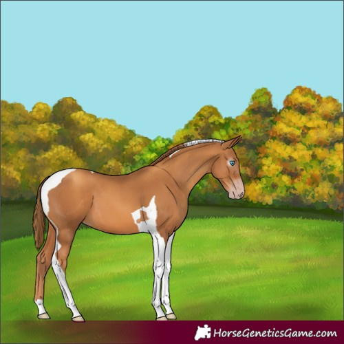 Horse Color:Gray Gold Champagne Tobiano 