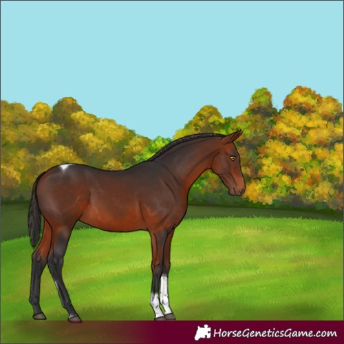 Horse Color:Bay Tobiano 