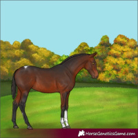 Horse Color:Bay Tobiano 